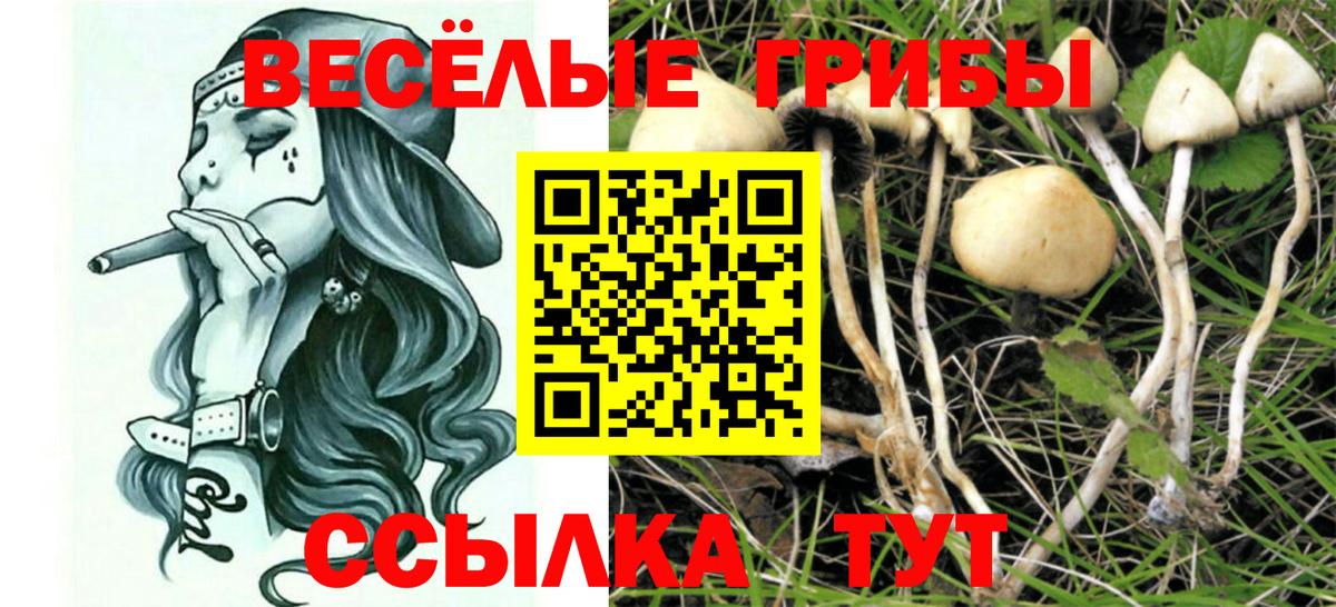 Псилоцибиновые грибы Psilocybe Шелехов